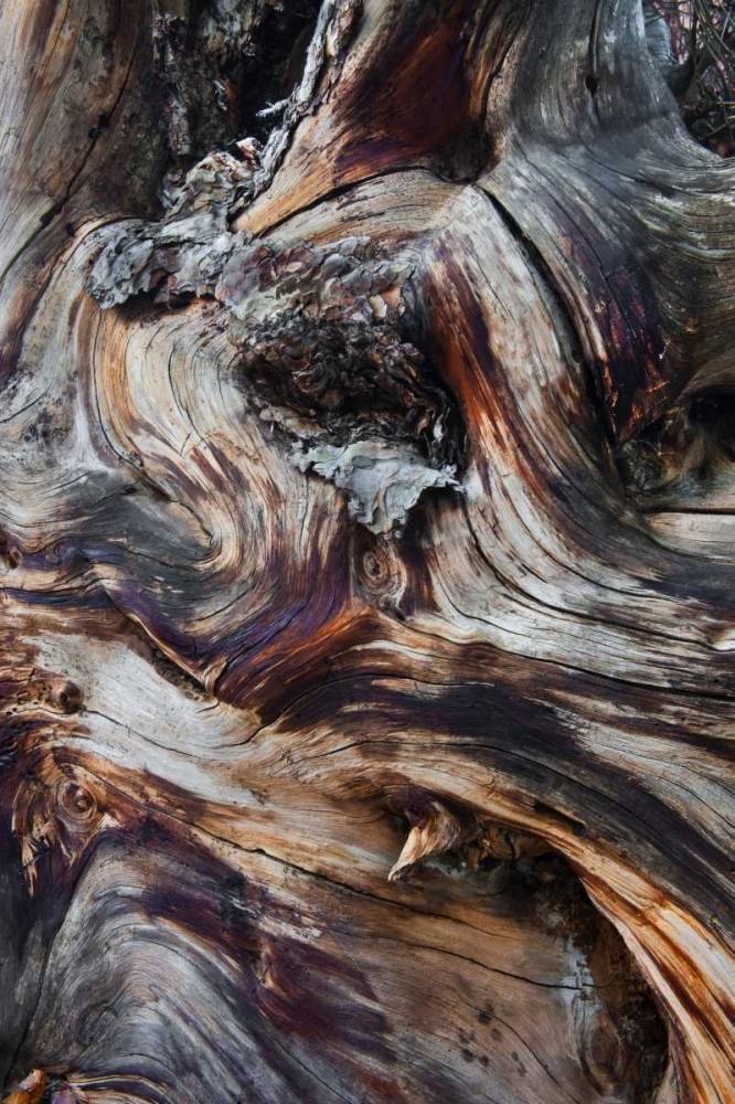 USA, Utah, Zion NP Gnarled dead tree stump art print by Nancy Rotenberg for $57.95 CAD