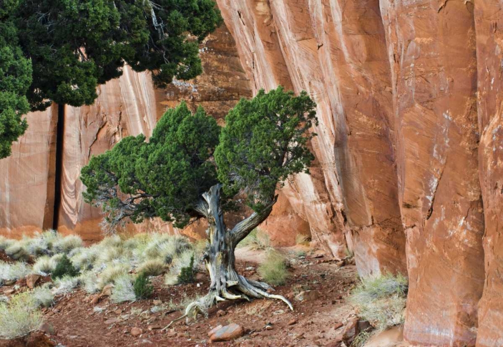 UT, Monument Valley Juniper in sandstone canyon art print by Nancy Rotenberg for $57.95 CAD