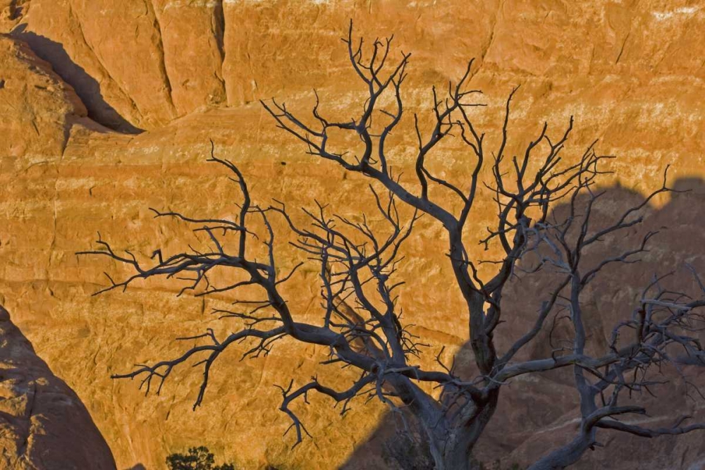 UT, Arches NP Juniper tree skeleton at sunset art print by Cathy and Gordon Illg for $57.95 CAD