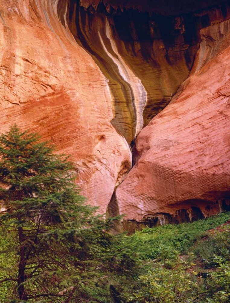 USA, Utah, Zion NP View of Double-Arch Alcove art print by Dennis Flaherty for $57.95 CAD