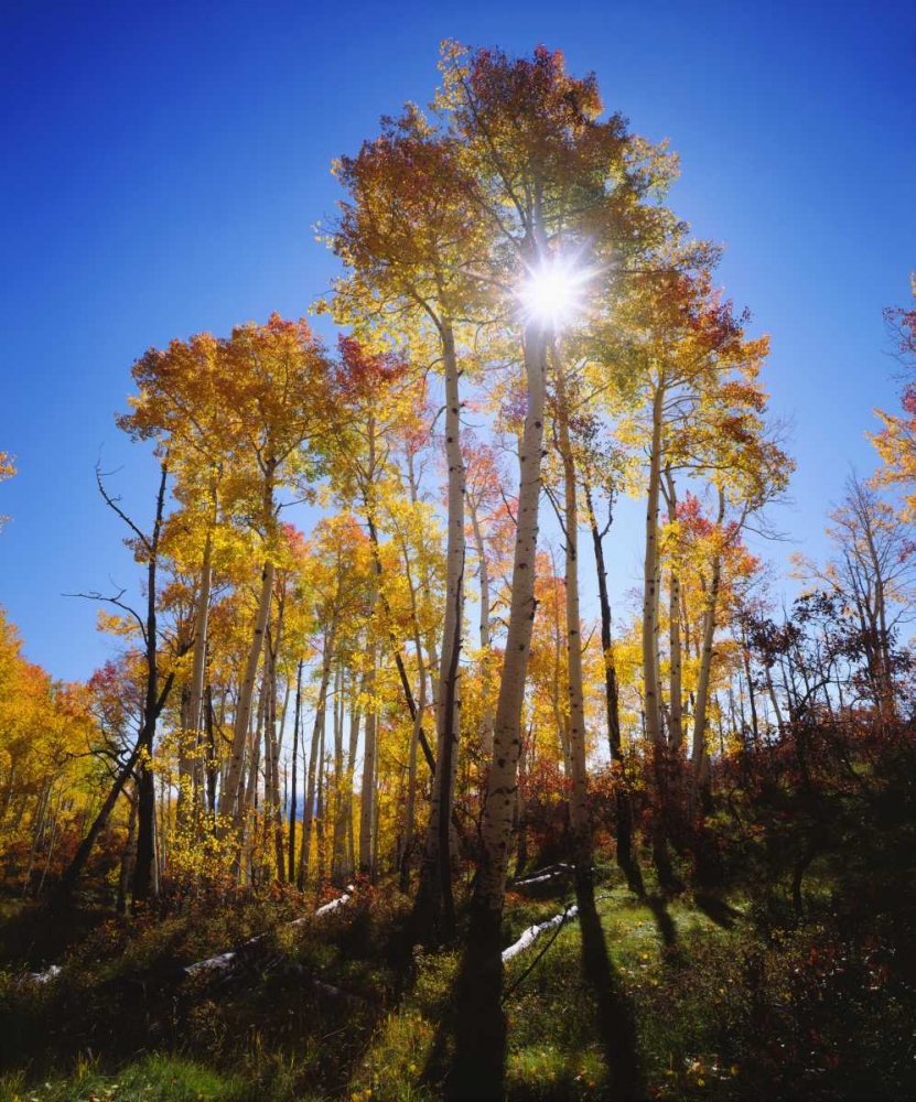 Utah, Fall colors of Aspen trees art print by Christopher Talbot Frank for $57.95 CAD