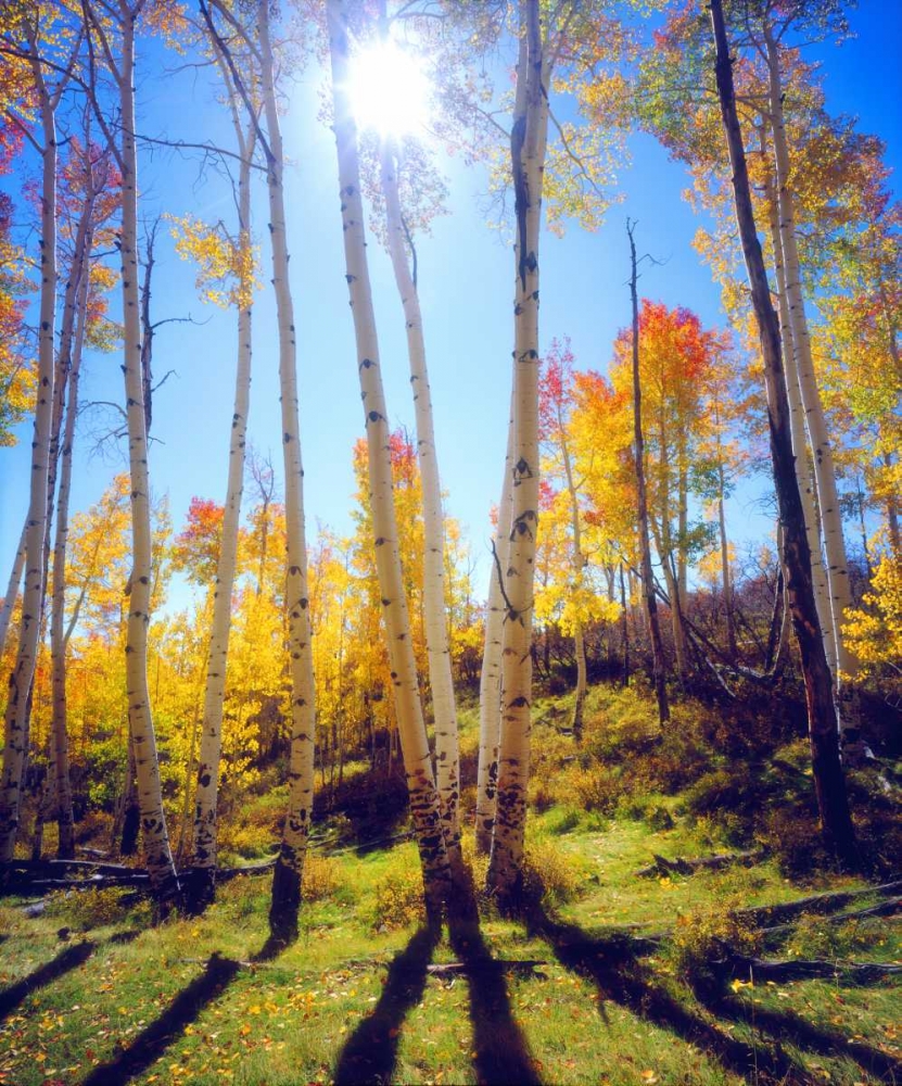 USA, Utah, Fall colors of Aspen trees art print by Christopher Talbot Frank for $57.95 CAD