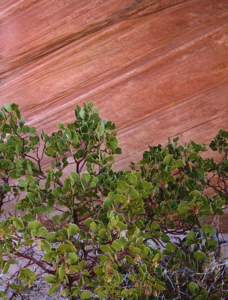 Utah, Zion NP Manzanita bush and sandstone wall art print by Dennis Flaherty for $57.95 CAD