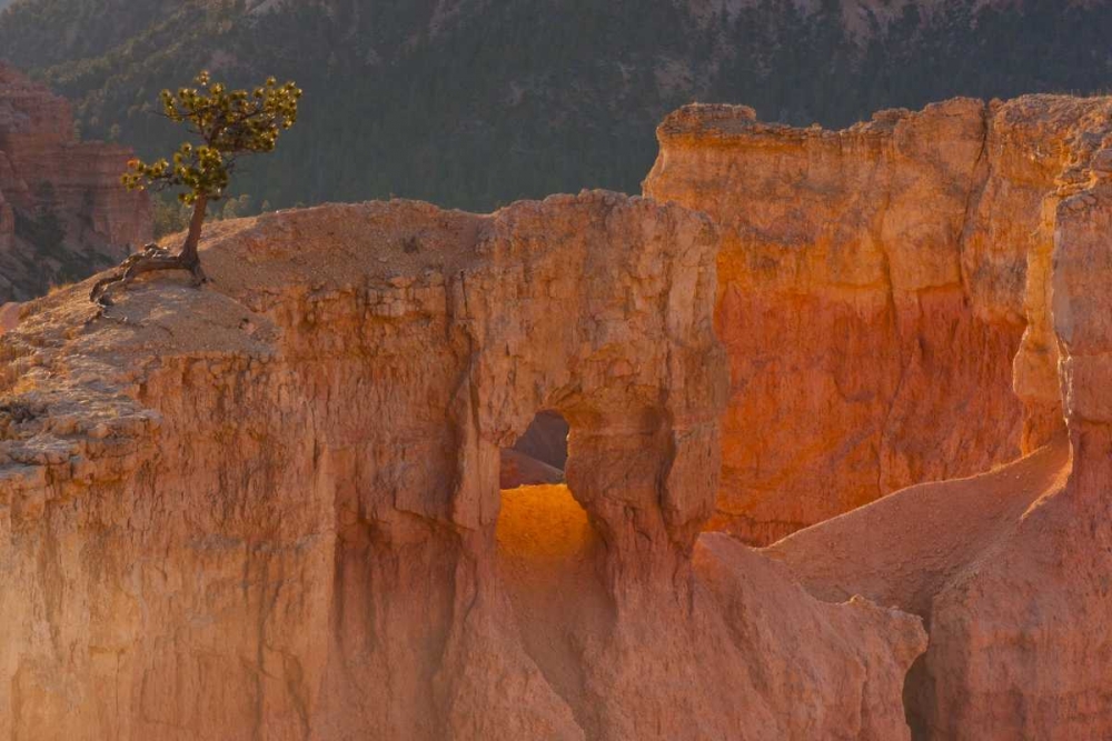 Utah, Bryce Canyon Tree in rock formation art print by Cathy and Gordon Illg for $57.95 CAD