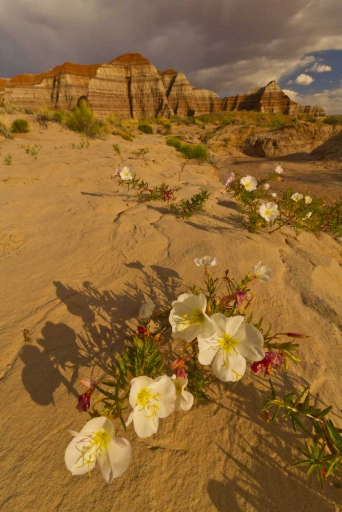 UT, Grand Staircase Escalante NM Delert Flowers art print by Cathy and Gordon Illg for $57.95 CAD