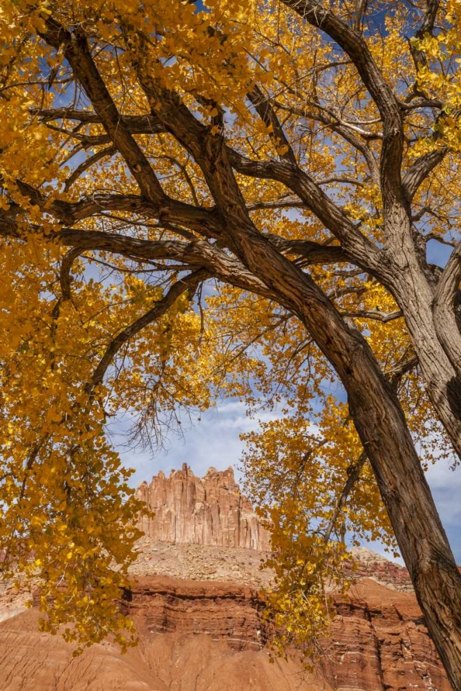 UT, Capitol Reef The Castle rock formation art print by Cathy and Gordon Illg for $57.95 CAD