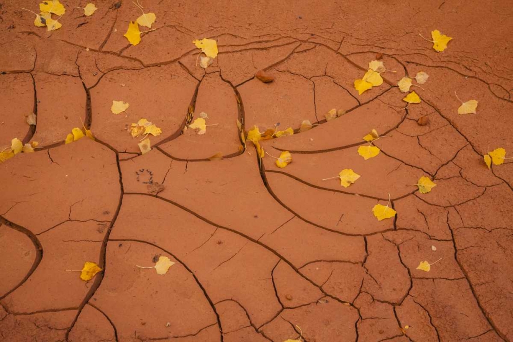 Utah, Capitol Reef Cracked mud and fall leaves art print by Cathy and Gordon Illg for $57.95 CAD