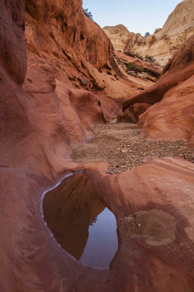 UT, Capitol Reef Lower Muley Twist Canyon pools art print by Cathy and Gordon Illg for $57.95 CAD