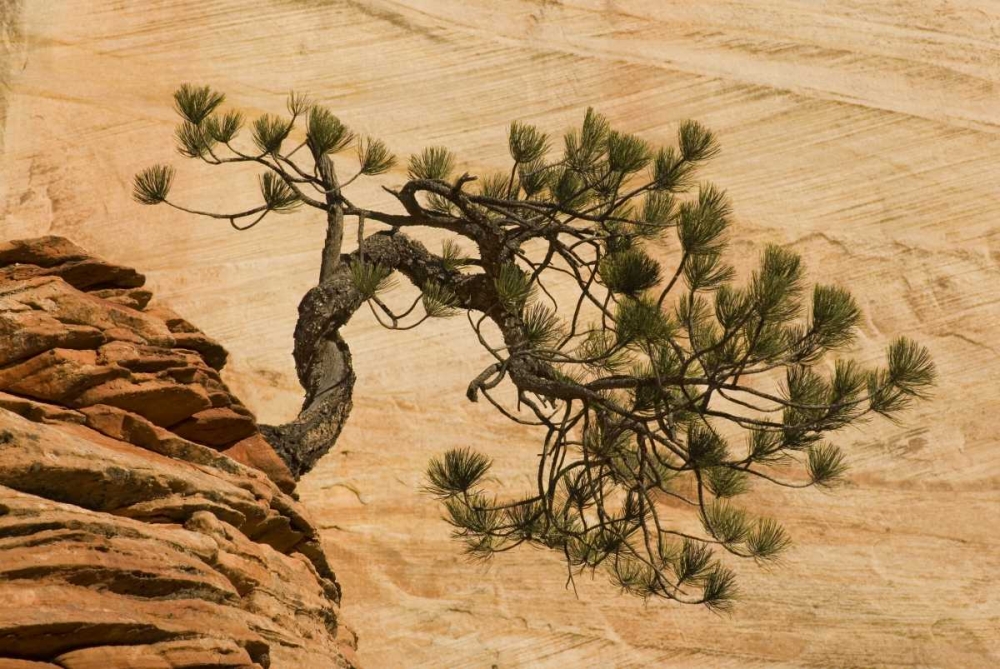 Utah, Zion NP Pine tree growing out of red rocks art print by Marie Bush for $57.95 CAD