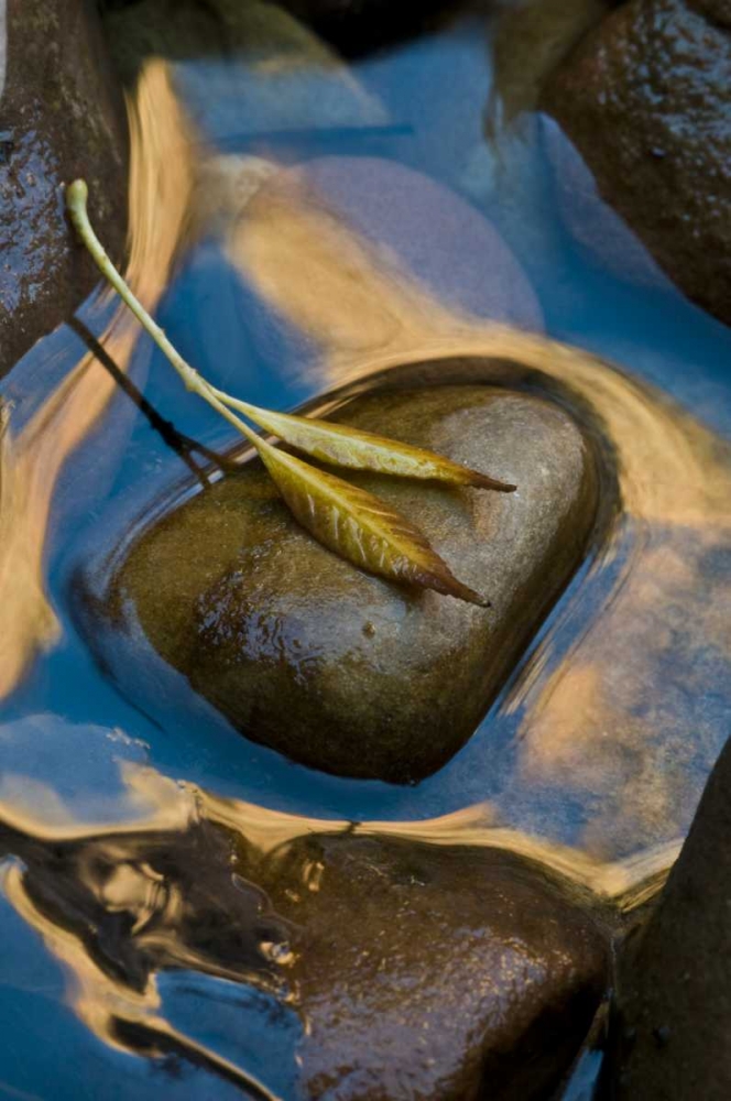 USA, Utah, Zion NP Leaf on rock in water art print by Nancy Rotenberg for $57.95 CAD