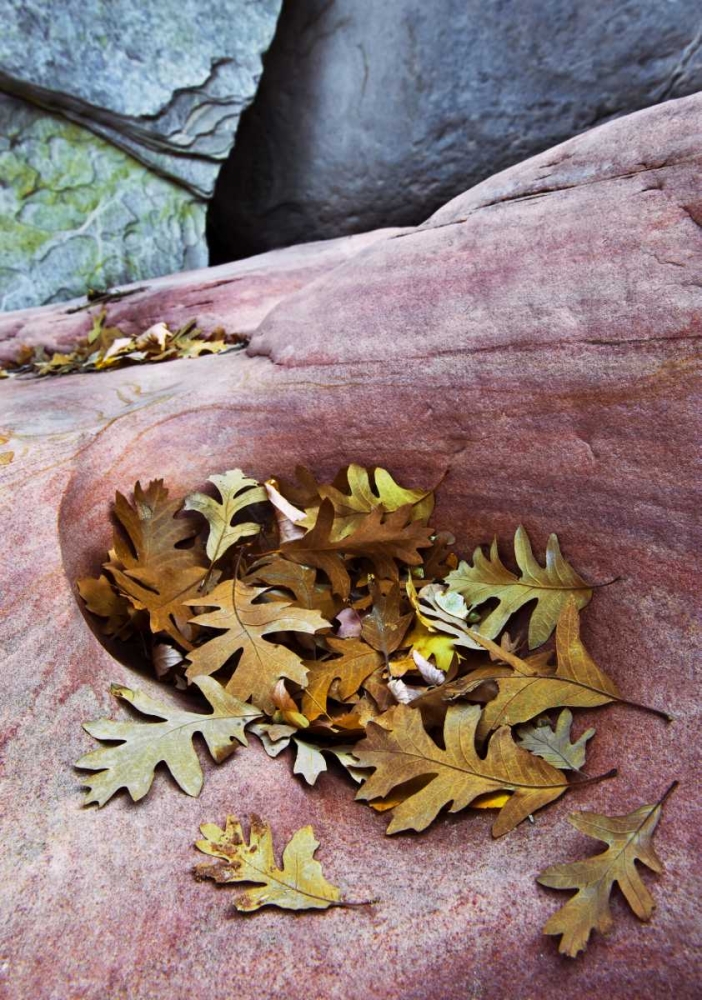 Utah, Zion NP Gambel oak leaves on red rock art print by Nancy Rotenberg for $57.95 CAD