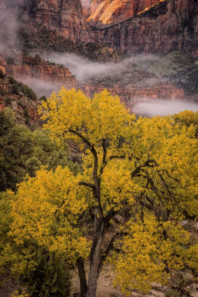 USA, Utah, Zion NP Foggy autumn landscape art print by Jay OBrien for $57.95 CAD