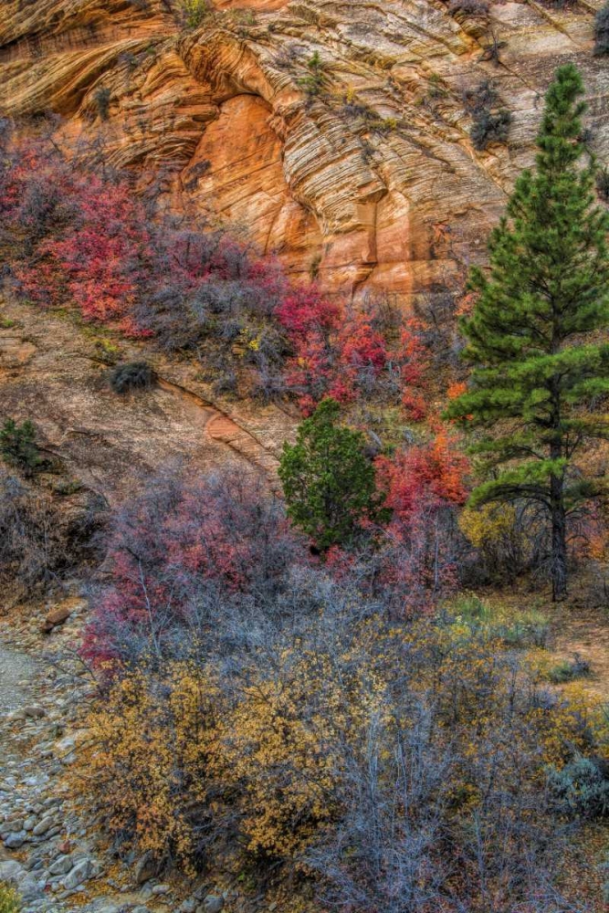 USA, Utah, Zion NP Autumn scenic art print by Jay OBrien for $57.95 CAD
