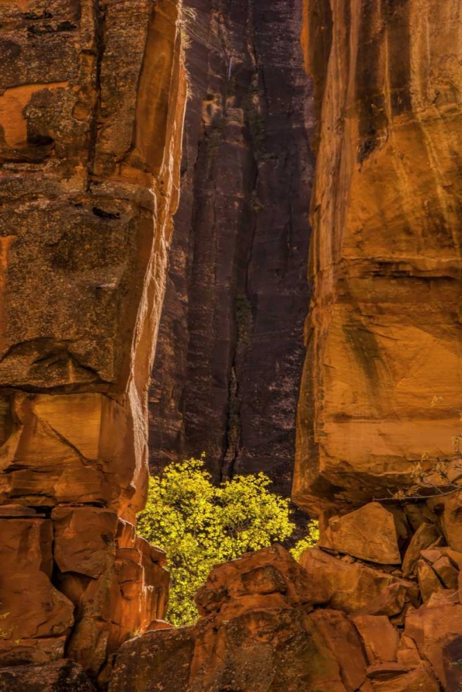 USA, Utah, Zion NP Tree and cliff art print by Jay OBrien for $57.95 CAD