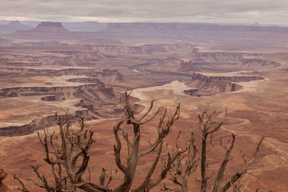 USA, Utah, Canyonlands NP White Rim landscape art print by Cathy and Gordon Illg for $57.95 CAD