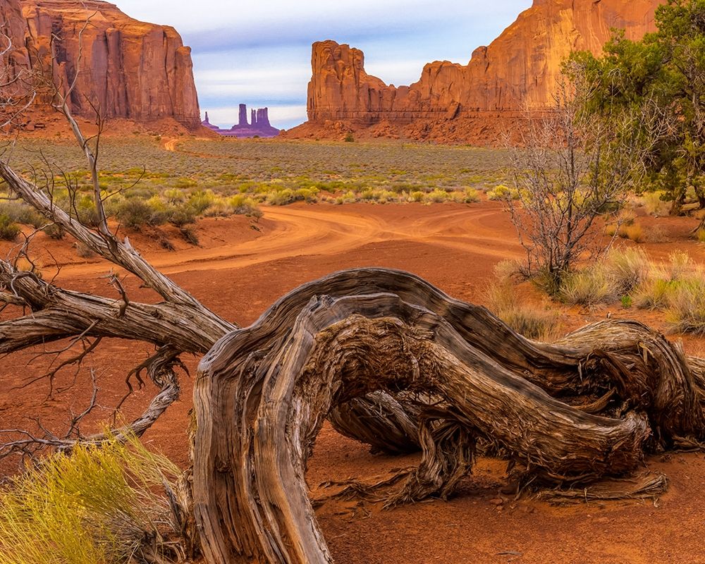 Utah-Monument Valley Landscape and dead tree art print by Jaynes Gallery for $57.95 CAD