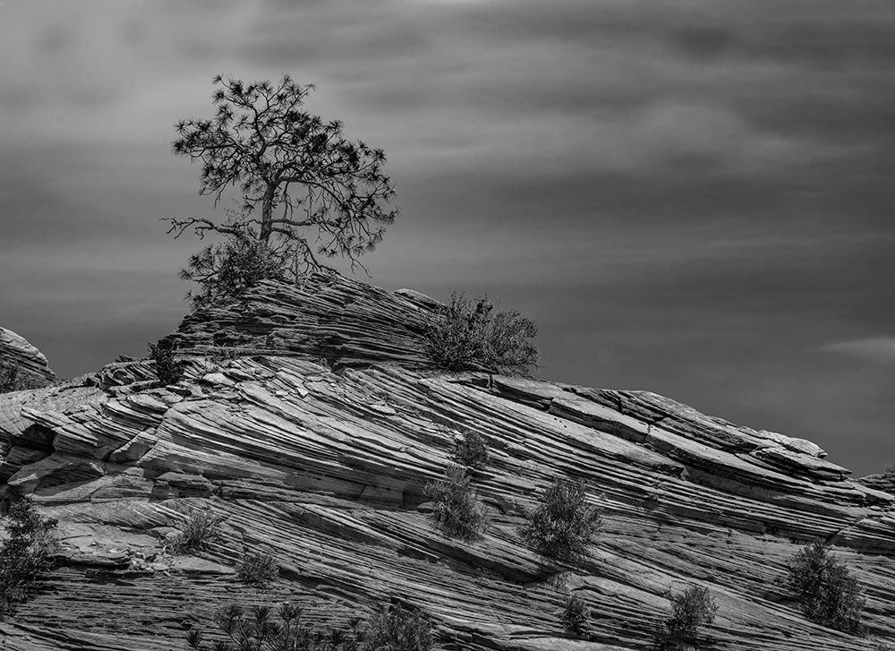 Pine tree struggles for existence atop a rock pile in Zion National Park. art print by Betty Sederquist for $57.95 CAD