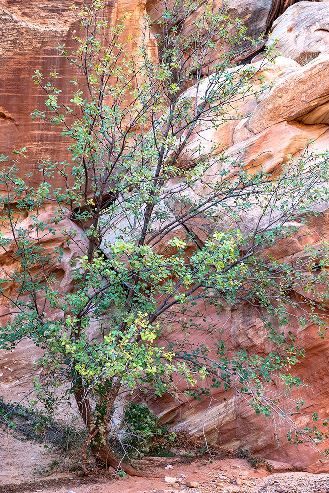 USA-Utah-Grand Wash-Capitol Reef National Park Single-leaf ash tree in front of sandstone wall art print by Janell Davidson for $57.95 CAD
