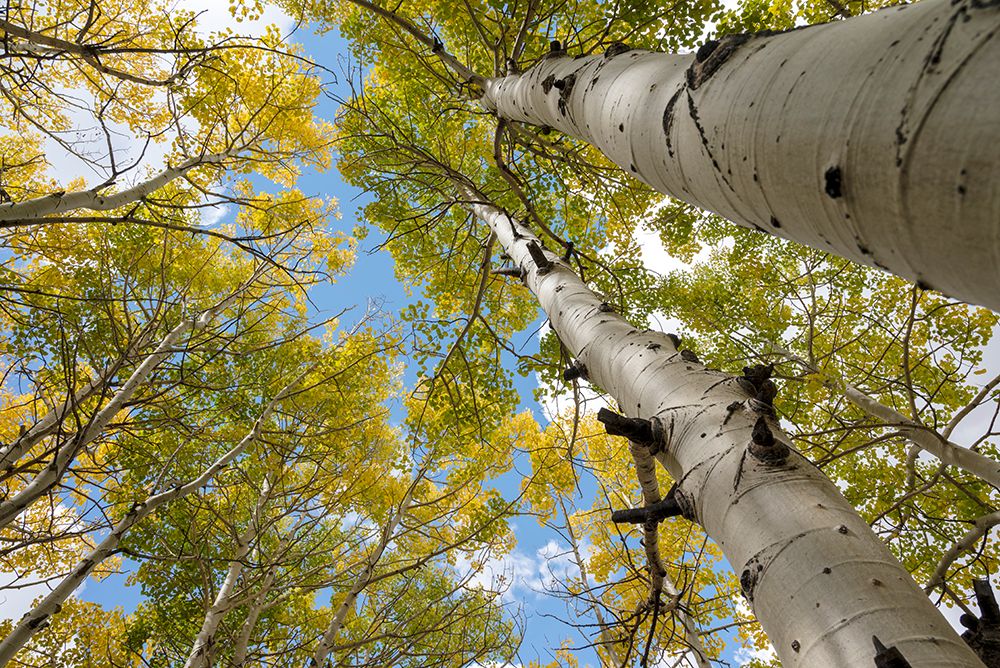 USA-Utah Dixie National Forest Looking up at tall Aspens art print by Janell Davidson for $57.95 CAD