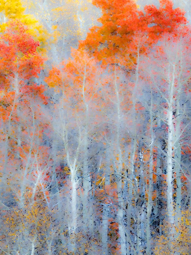 Utah-Logan Pass Autumn colors in Logan Pass Utah art print by Julie Eggers for $57.95 CAD
