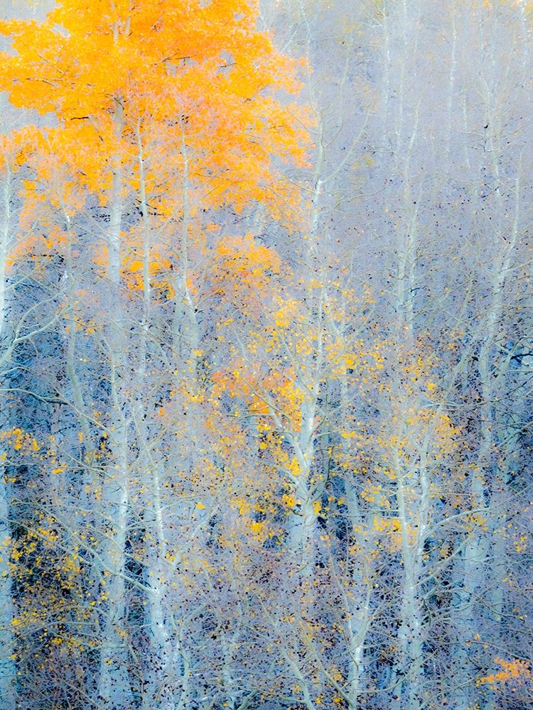 Utah-Logan Pass Autumn colors in Logan Pass Utah art print by Julie Eggers for $57.95 CAD