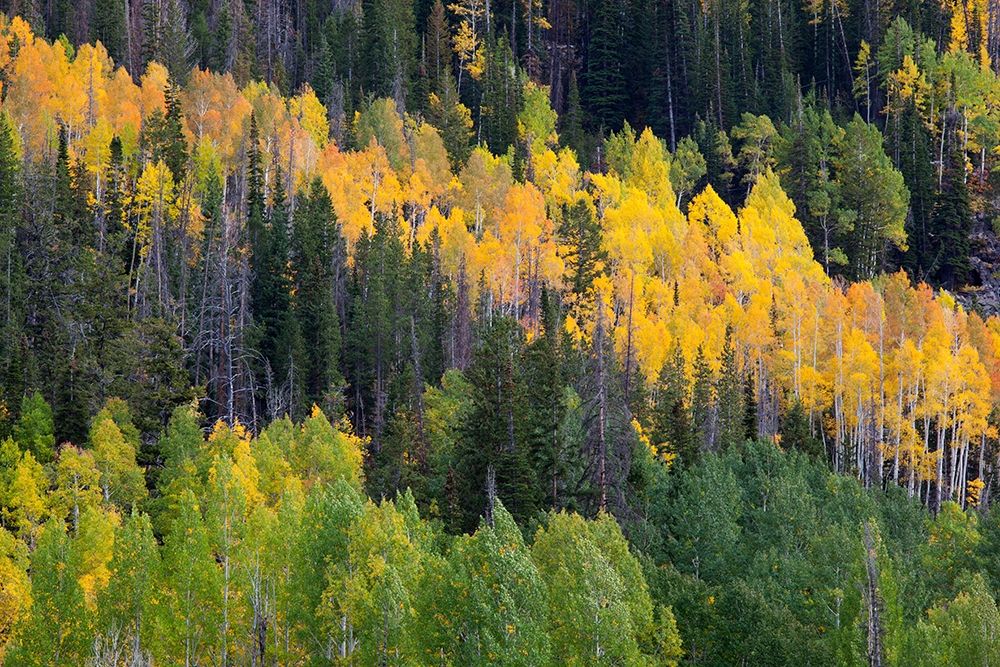 Utah; Wasatch-Cache National Forest, aspen trees along Mirror Lake Scenic Byway art print by Jamie and Judy Wild for $57.95 CAD