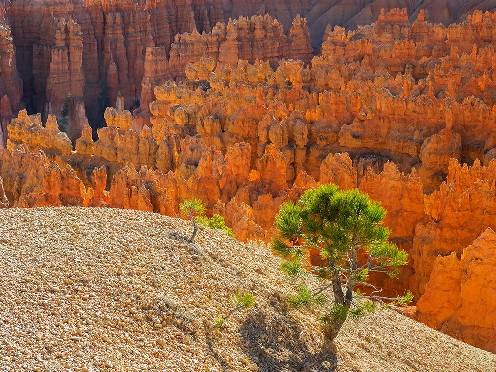 Utah-Bryce Canyon Natonal Park view of canyon with hoodoos art print by Jamie and Judy Wild for $57.95 CAD