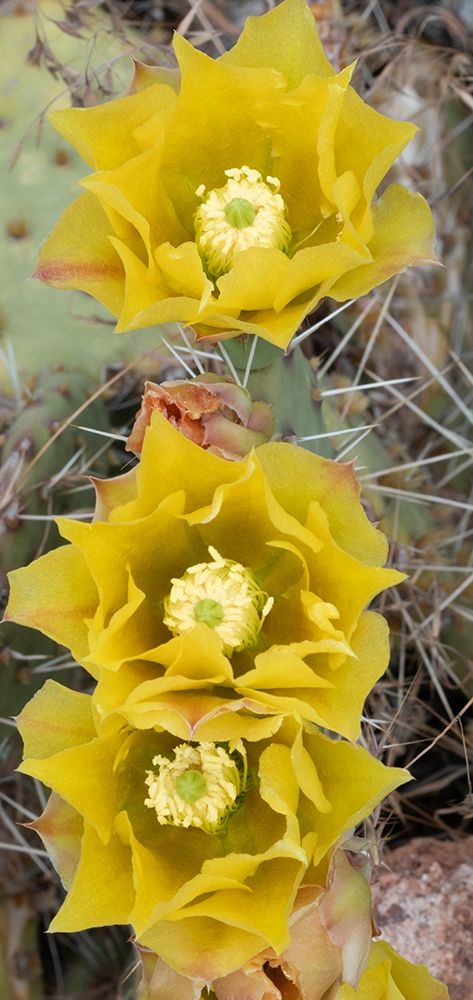 Utah Prickly pear cactus bloom-Arches National Park art print by Judith Zimmerman for $57.95 CAD