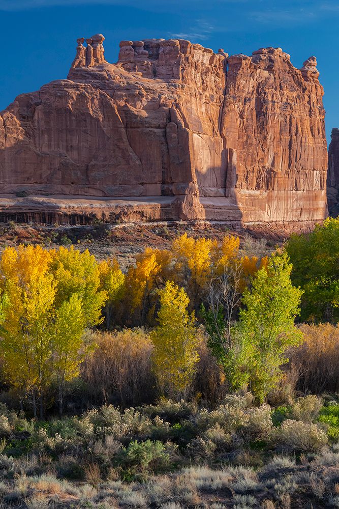 USA-Utah. Autumn cottonwoods at sunset-Arches National Park art print by Judith Zimmerman for $57.95 CAD