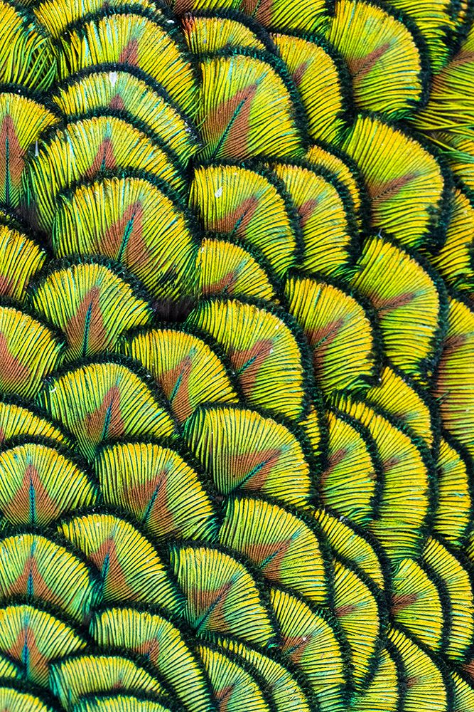 USA-Utah Peacock feathers detail art print by Judith Zimmerman for $57.95 CAD