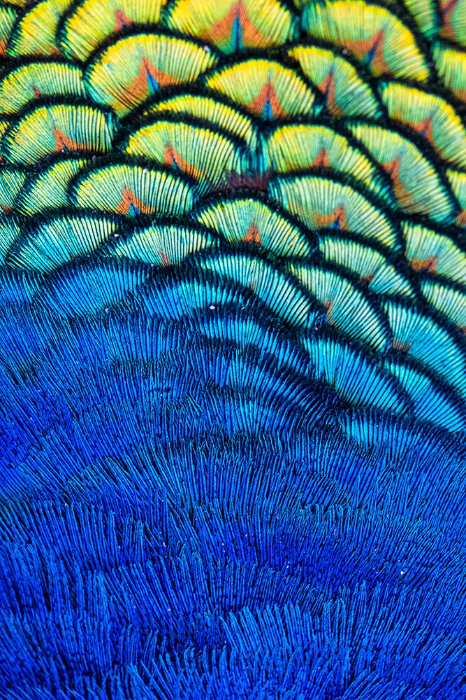 USA-Utah Peacock feathers detail art print by Judith Zimmerman for $57.95 CAD