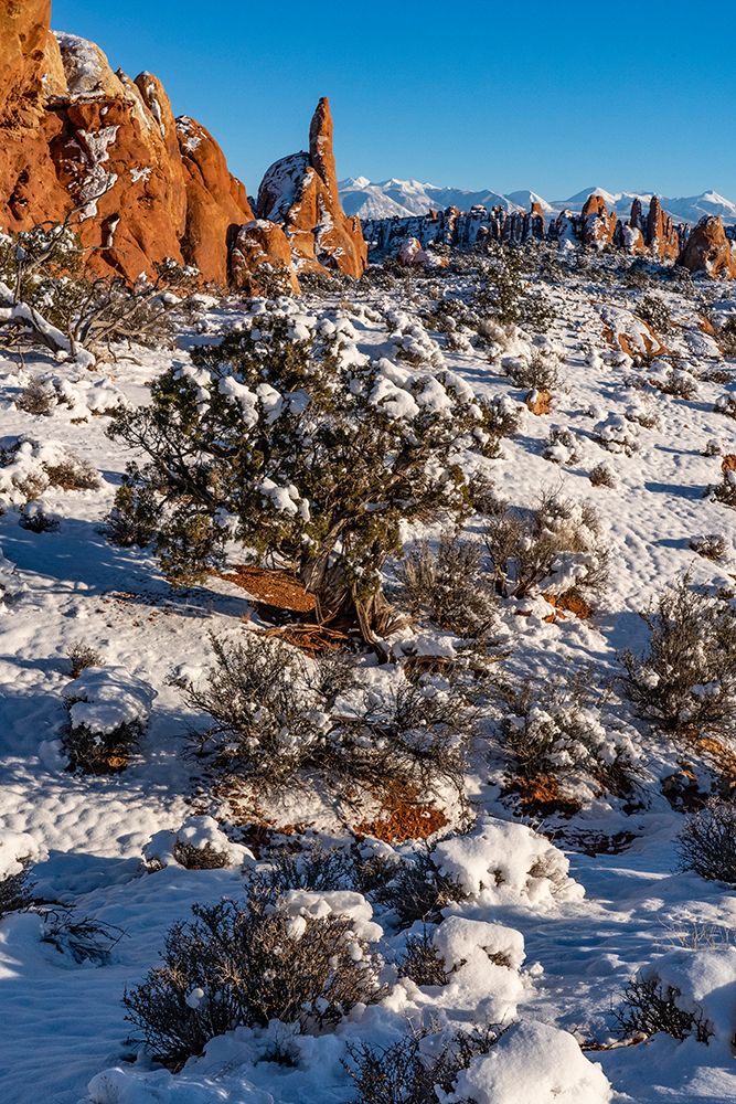 USA-Utah Winter snowfall in Arches National Park art print by Judith Zimmerman for $57.95 CAD