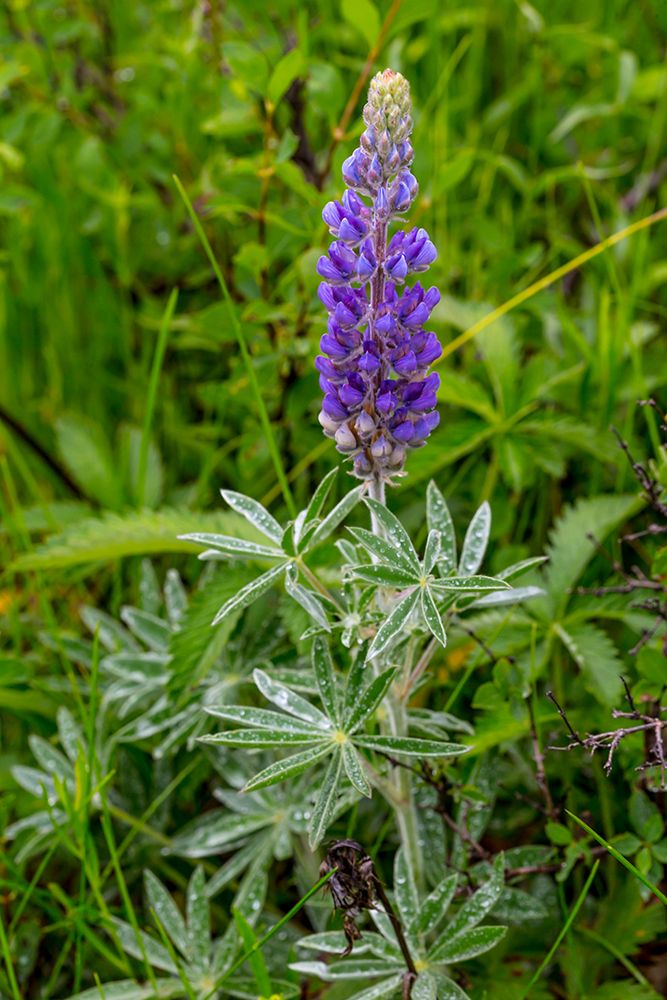 Common lupine wildflower in Utah art print by Larry Richardson for $57.95 CAD