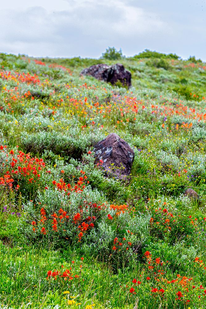An assortment of wildflowers blanket a hillside in Fish Lake National Forest art print by Larry Richardson for $57.95 CAD