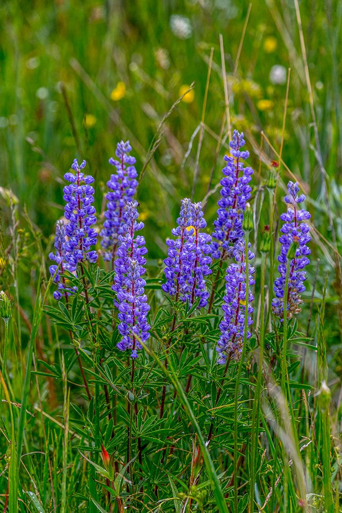 Common lupine wildflowers in Fish Lake National Forest art print by Larry Richardson for $57.95 CAD