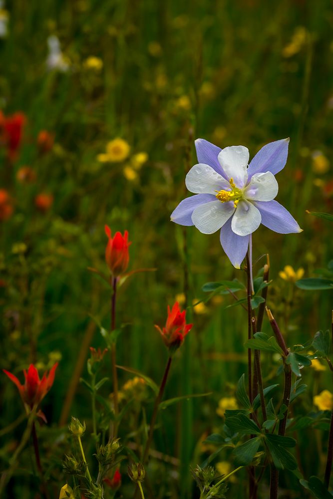 Columbine and other wildflowers in Fish Lake National Forest art print by Larry Richardson for $57.95 CAD