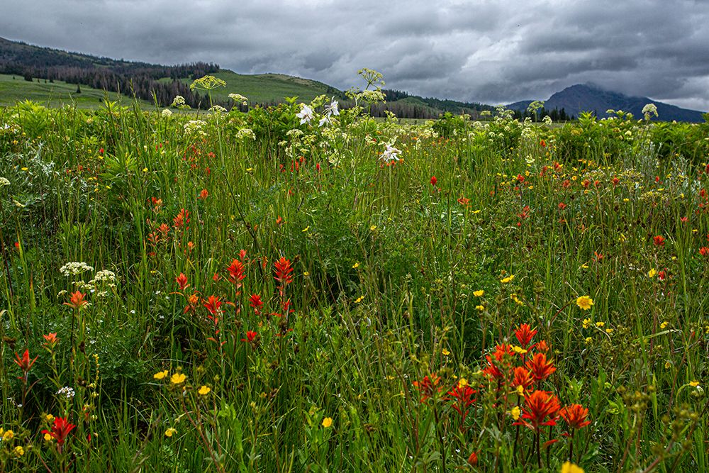Assorted wildflowers in Fish Lake National Forest art print by Larry Richardson for $57.95 CAD