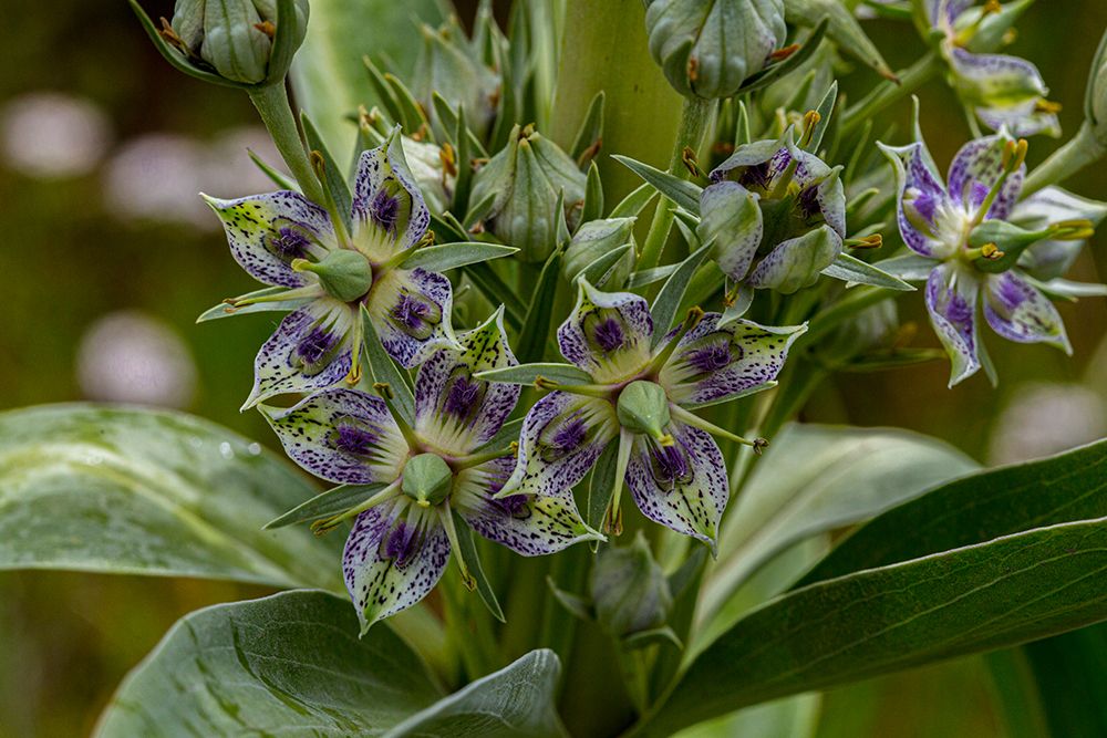 Green gentian wildflowers in Fish Lake National Forest art print by Larry Richardson for $57.95 CAD
