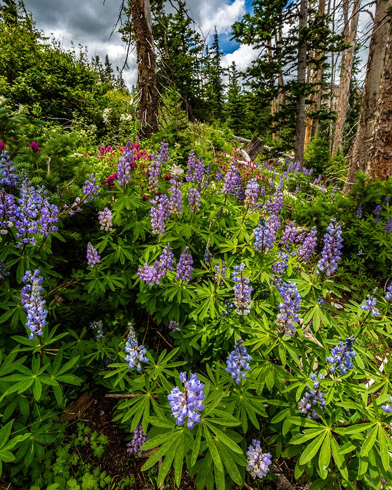 Assorted wildflowers in Manti-LaSalle National Forest art print by Larry Richardson for $57.95 CAD
