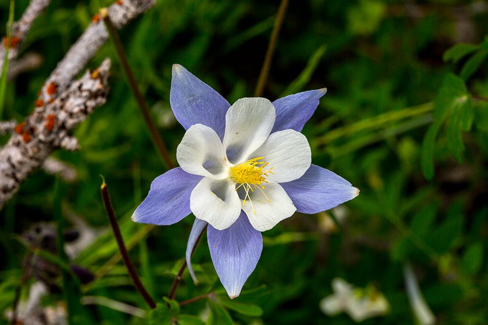 Wild Columbine flowers in Fish Lake National Forest art print by Larry Richardson for $57.95 CAD