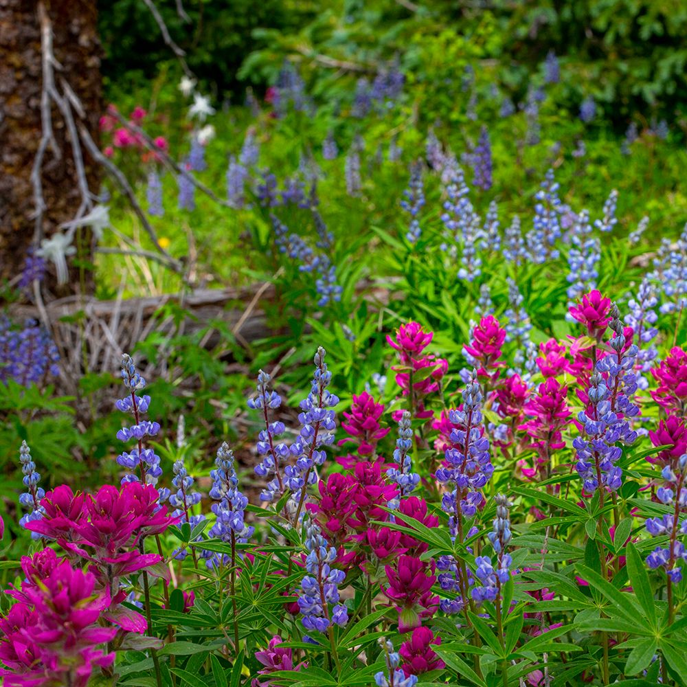 Assorted wildflowers in Manti-LaSalle National Forest art print by Larry Richardson for $57.95 CAD