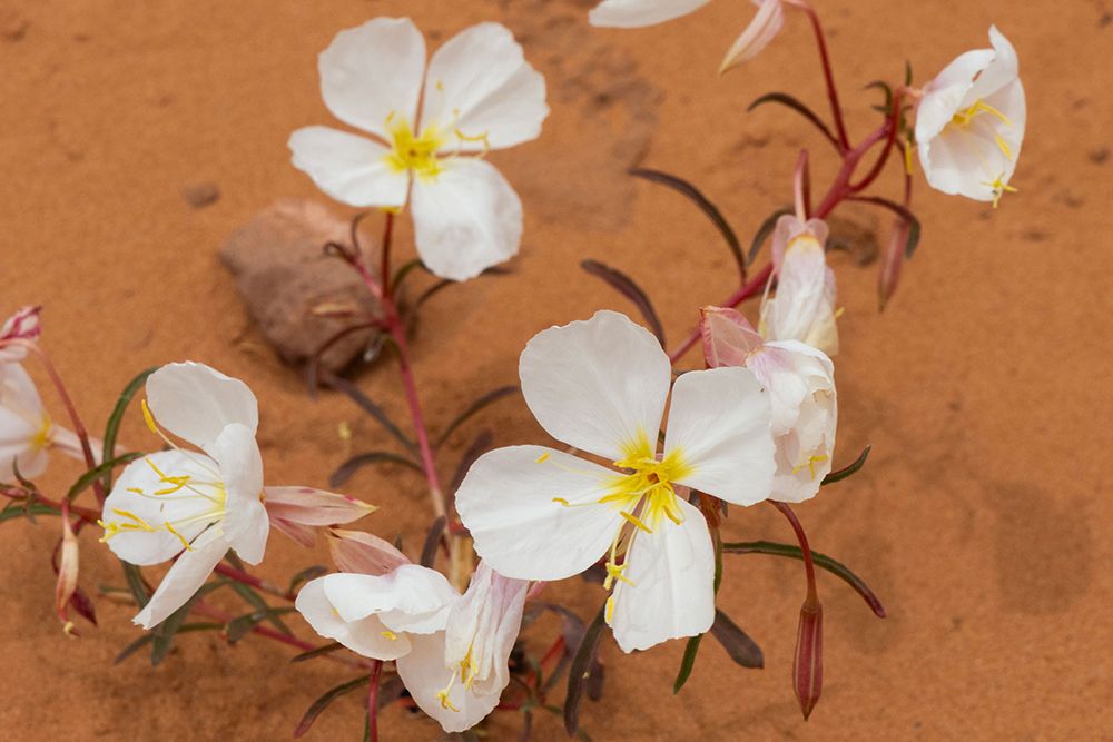 Pale evening primrose, Double Arch, Arches National Park, Utah, USA. art print by Roddy Scheer for $57.95 CAD