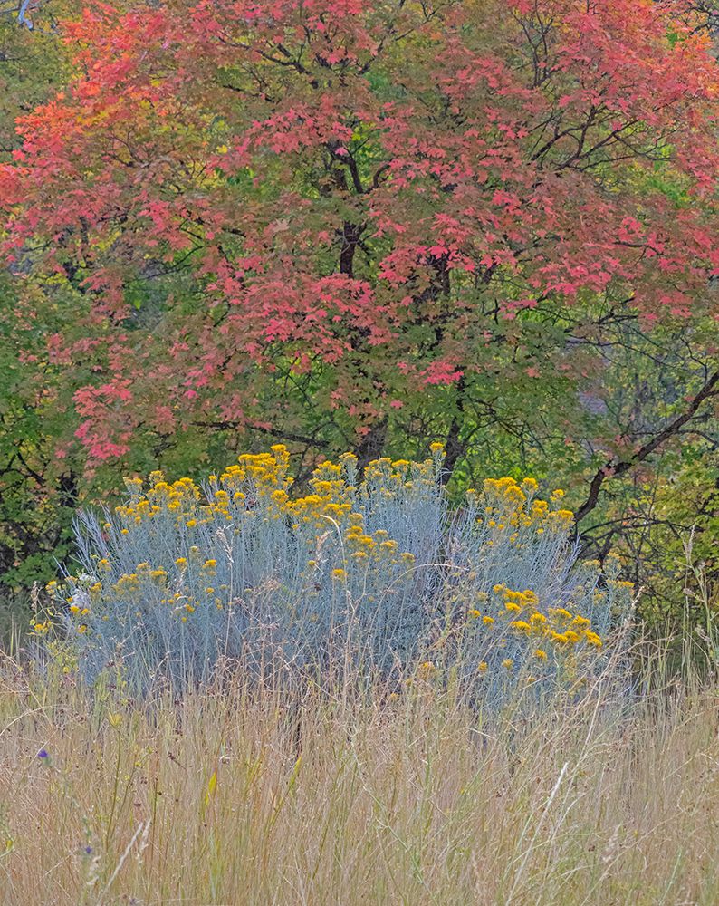 USA-Utah-east of Logan on highway 89 fall color Canyon Maple and Rabbit bush art print by Sylvia Gulin for $57.95 CAD