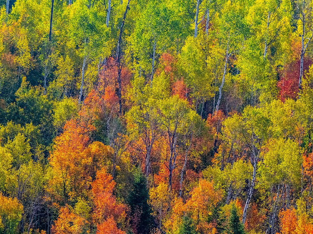 USA-Utah-east of Logan on highway 89 fall color Canyon Maple and Aspens art print by Sylvia Gulin for $57.95 CAD