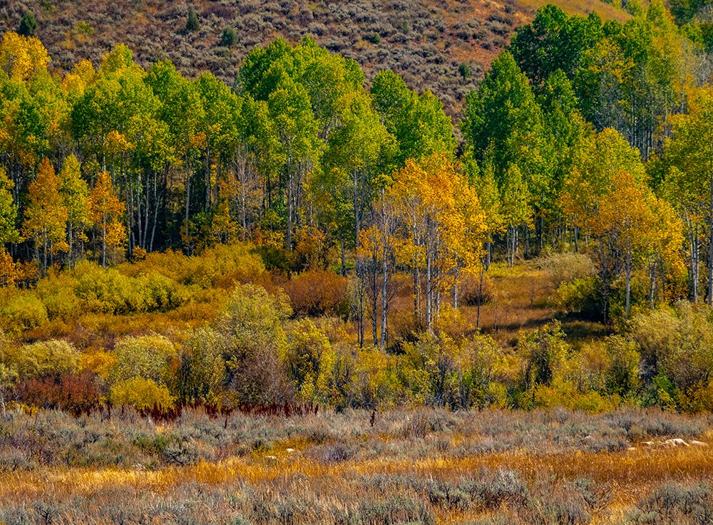 USA-Utah-east of Logan on highway 89 fall color Aspens near Logan Pass art print by Sylvia Gulin for $57.95 CAD