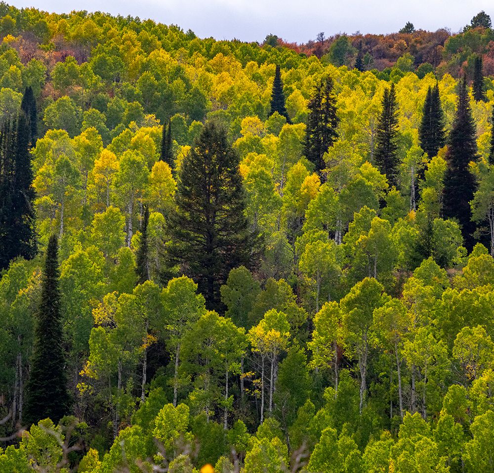 USA-Utah-east of Logan on highway 89 and Aspen Grove still green art print by Sylvia Gulin for $57.95 CAD