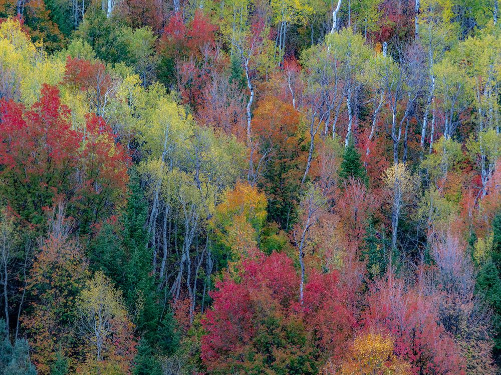 USA-Utah-east of Logan on highway 89 and Aspen Grove and Canyon Maple in autumn colors art print by Sylvia Gulin for $57.95 CAD