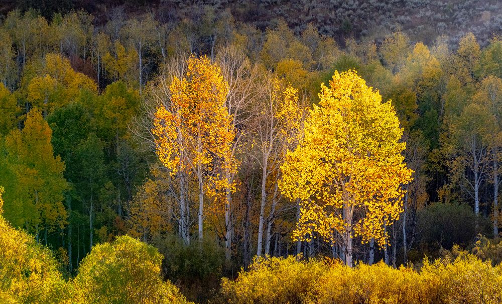 USA-Utah-east of Logan on highway 89 and Aspens in fall color with back lighting and sun beam art print by Sylvia Gulin for $57.95 CAD