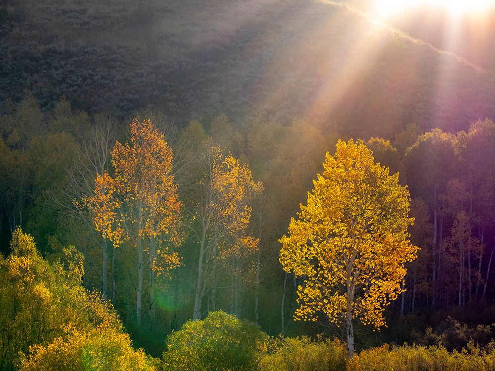 USA-Utah-east of Logan on highway 89 and Aspens in fall color with back lighting and sun beam art print by Sylvia Gulin for $57.95 CAD