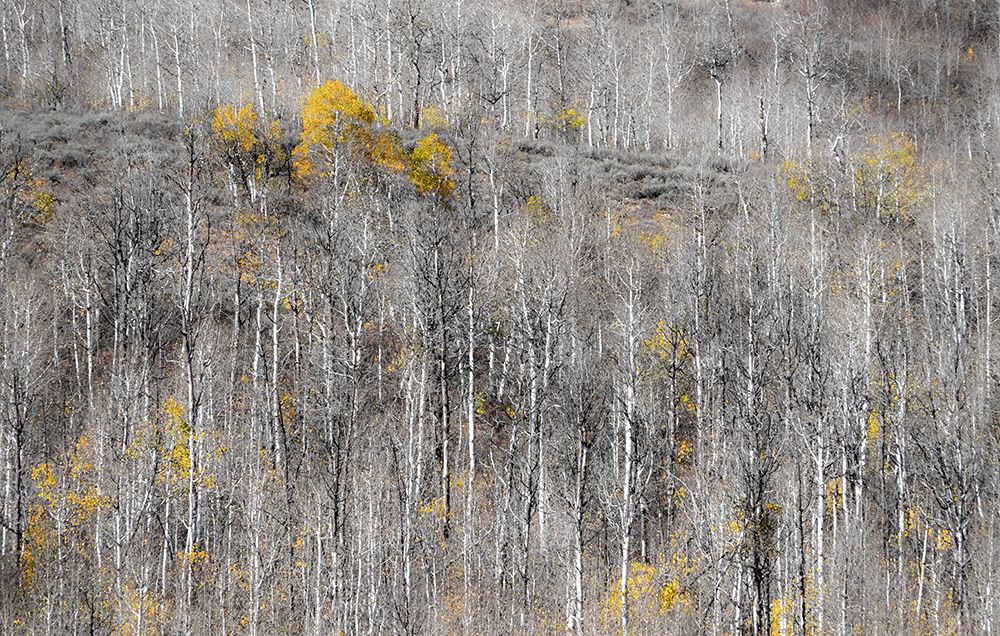 USA-Utah-Woodruff aspen trees along highway 39 art print by Sylvia Gulin for $57.95 CAD